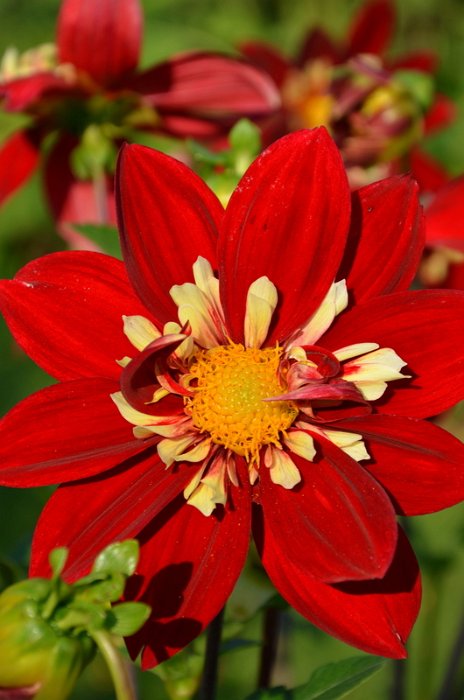Dahlia x 'Eos'